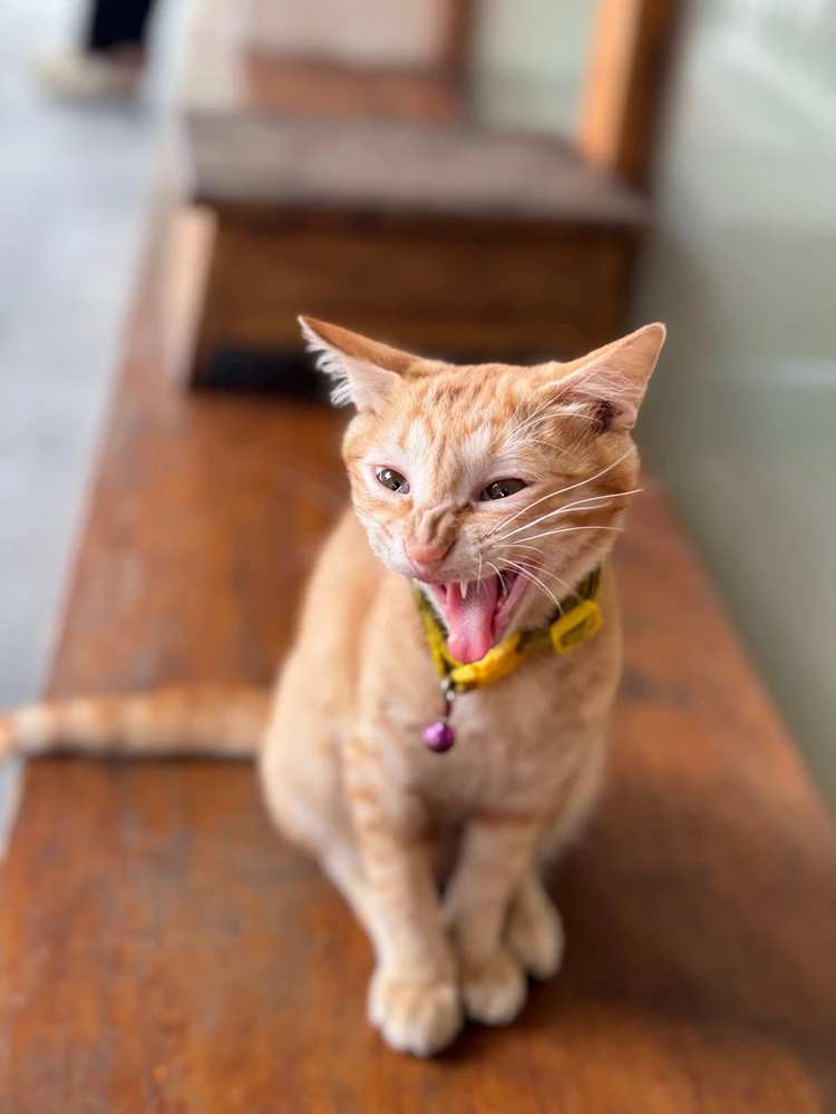 GIF được Hiếu tải lên