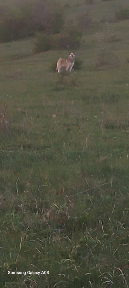 Kas上传的GIF