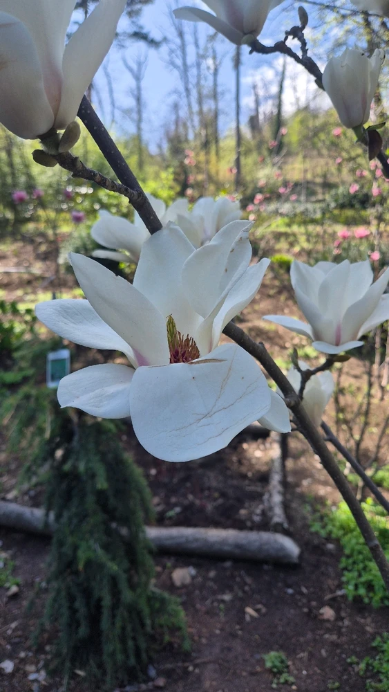 Image uploaded by Lena the Fox