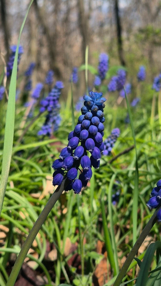 Image uploaded by Lena the Fox