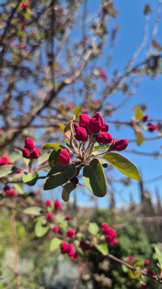 Image uploaded by Lena the Fox