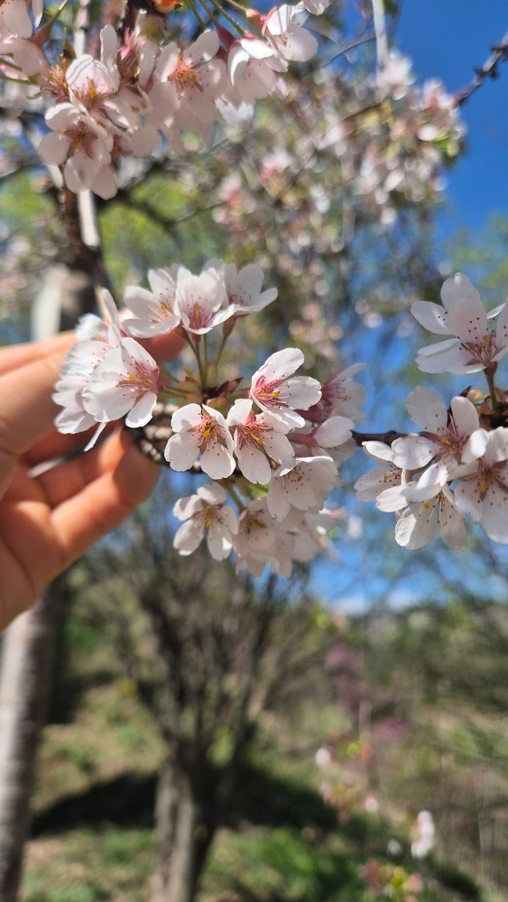 Image uploaded by Lena the Fox