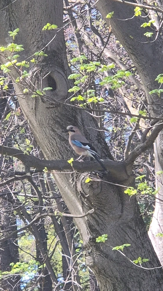 Image uploaded by Lena the Fox