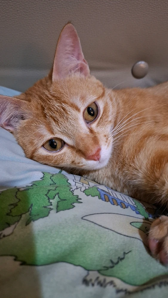 Image uploaded by Grace Safenla