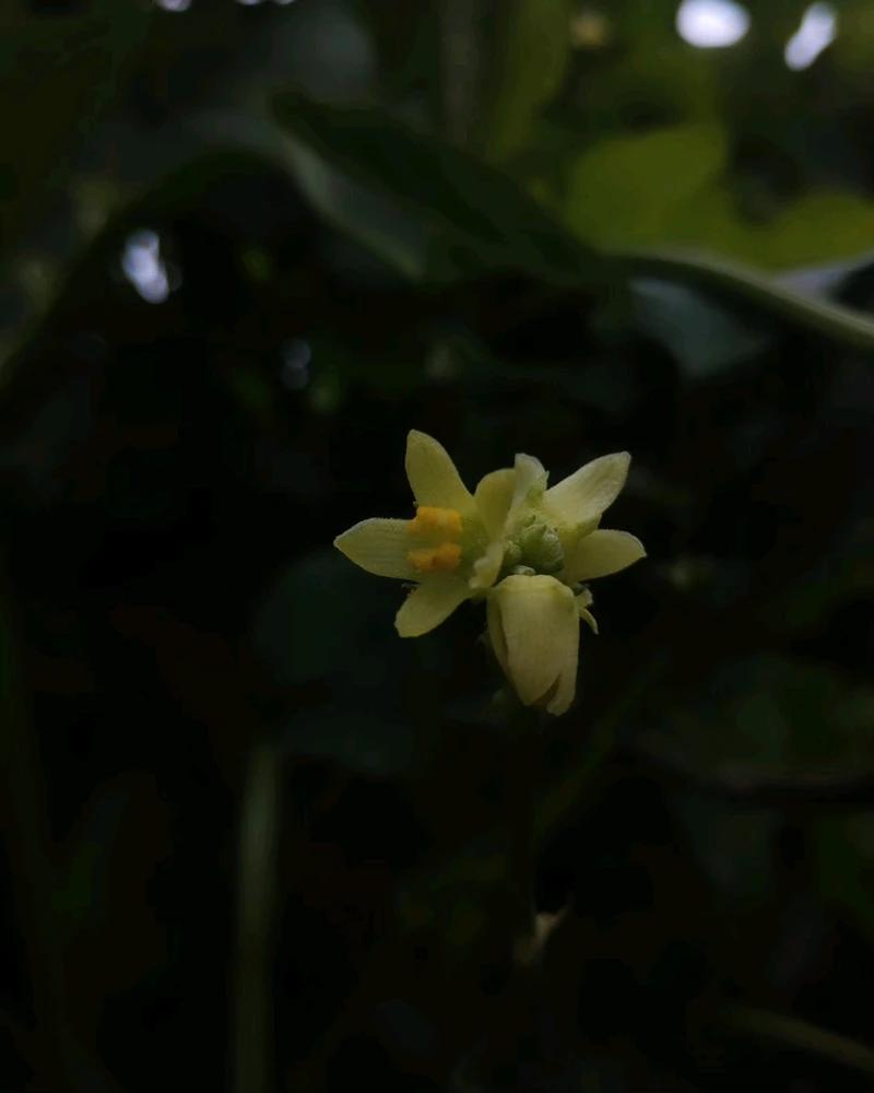 Image uploaded by Ursix