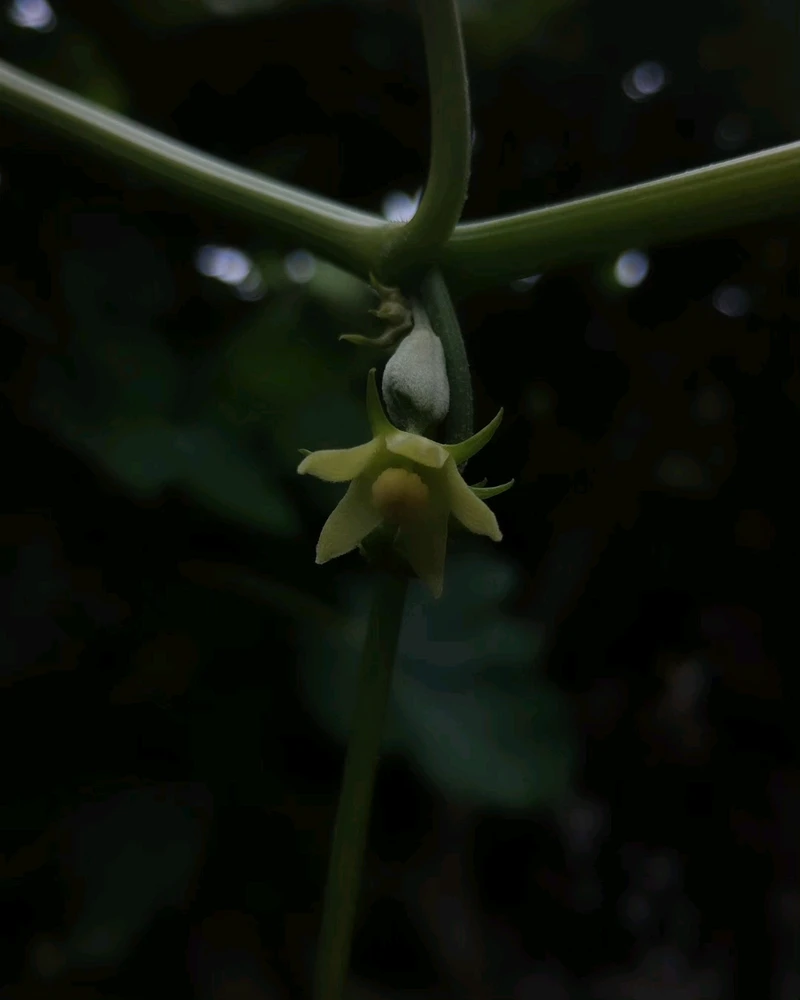 Image uploaded by Ursix