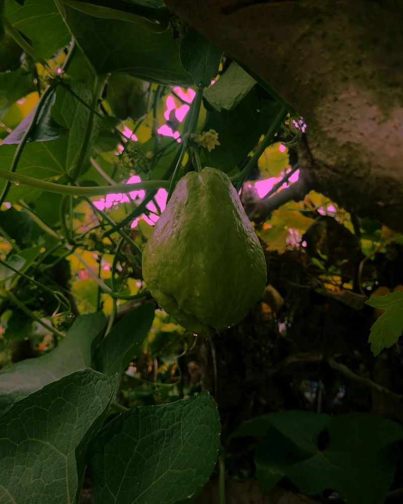 Image uploaded by Ursix