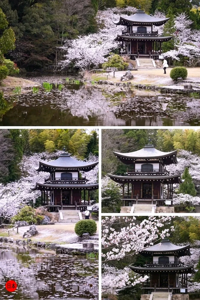 🏯🌸