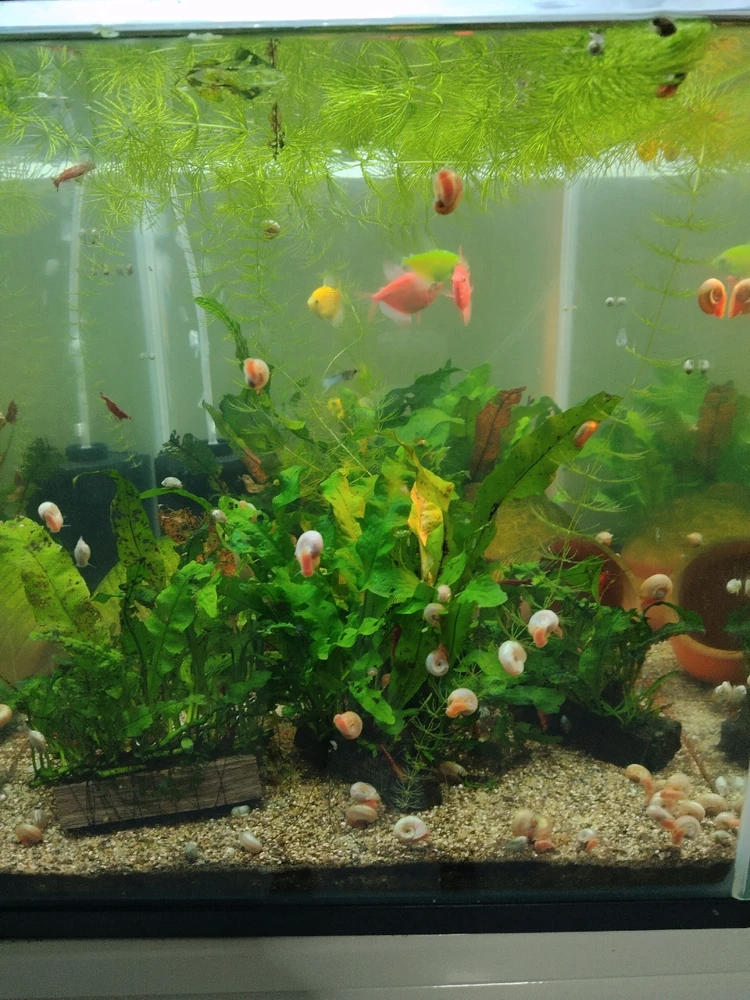 glofish, snails and shrimps.