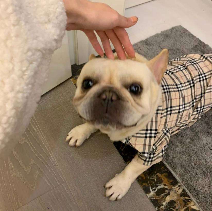 I have a very cute dog