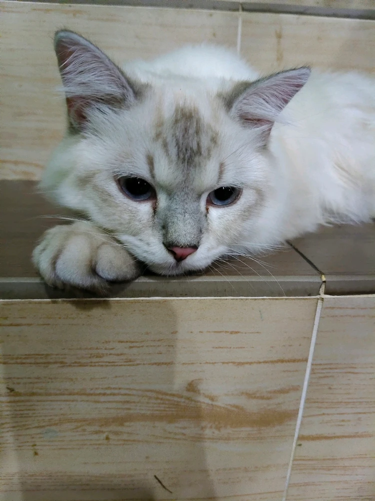 GIF dimuat naik oleh Anas