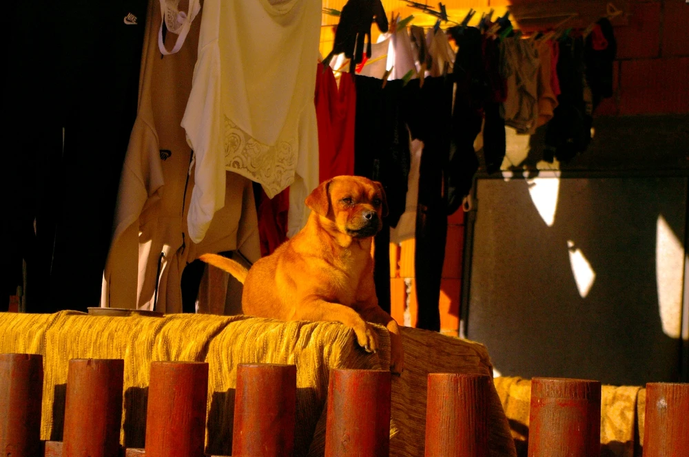 Sliku je postavio/la Mihailo