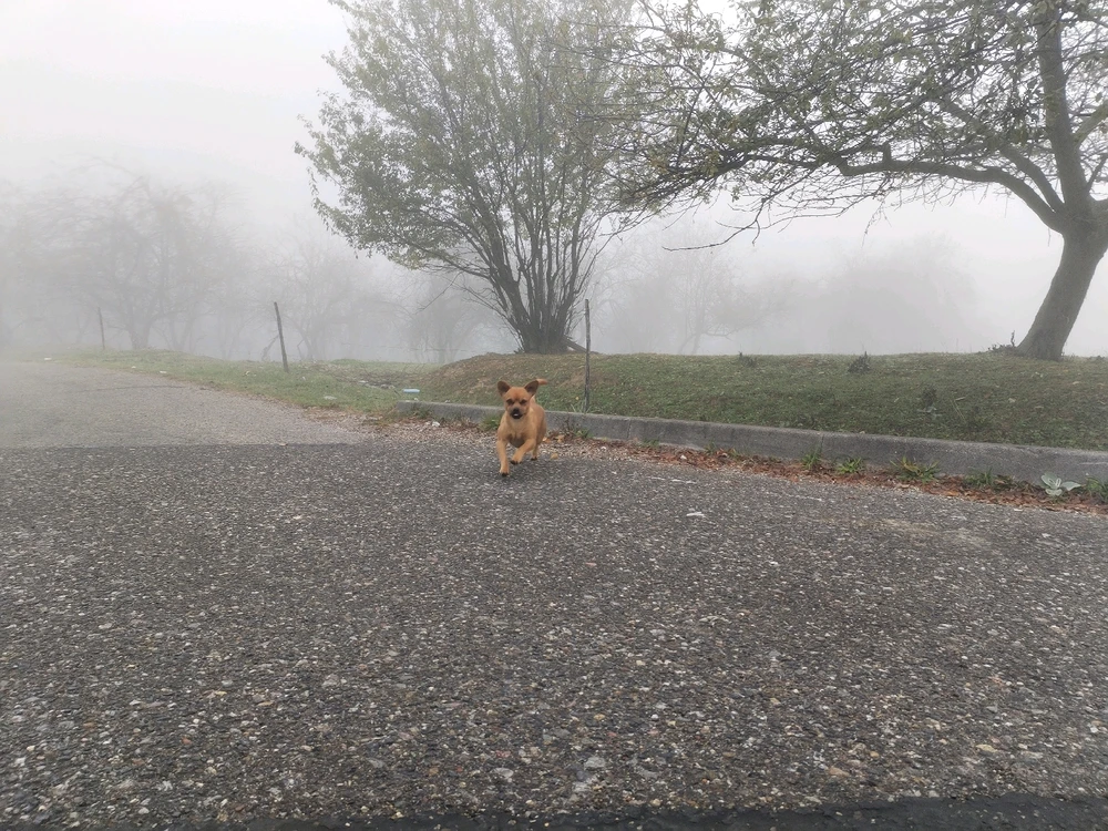 Sliku je postavio/la Mihailo