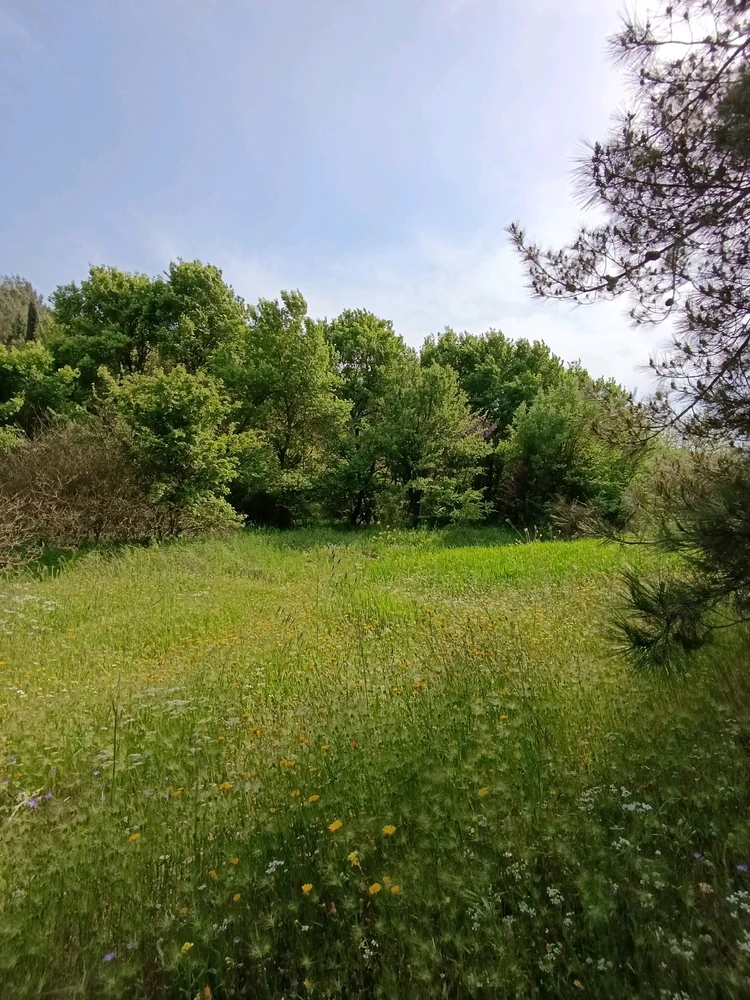 Image uploaded by Arda