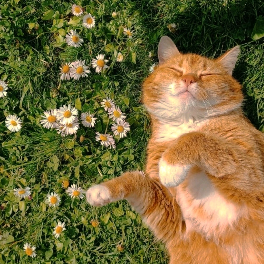 Image uploaded by 𝓢𝓮𝓻𝓮𝓷 • 𝓢𝓮𝓻𝓮𝓷𝓭𝓲𝓹𝓲𝓽𝔂