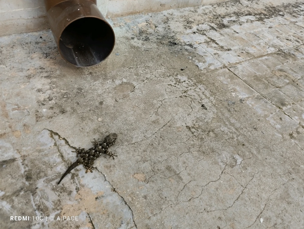 Immagine caricata da Alessandro | alpacigno