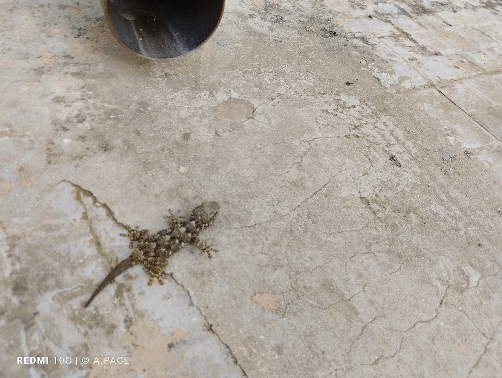 Immagine caricata da Alessandro | alpacigno