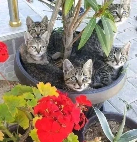 GIF آپلود شده توسط Hirorezai