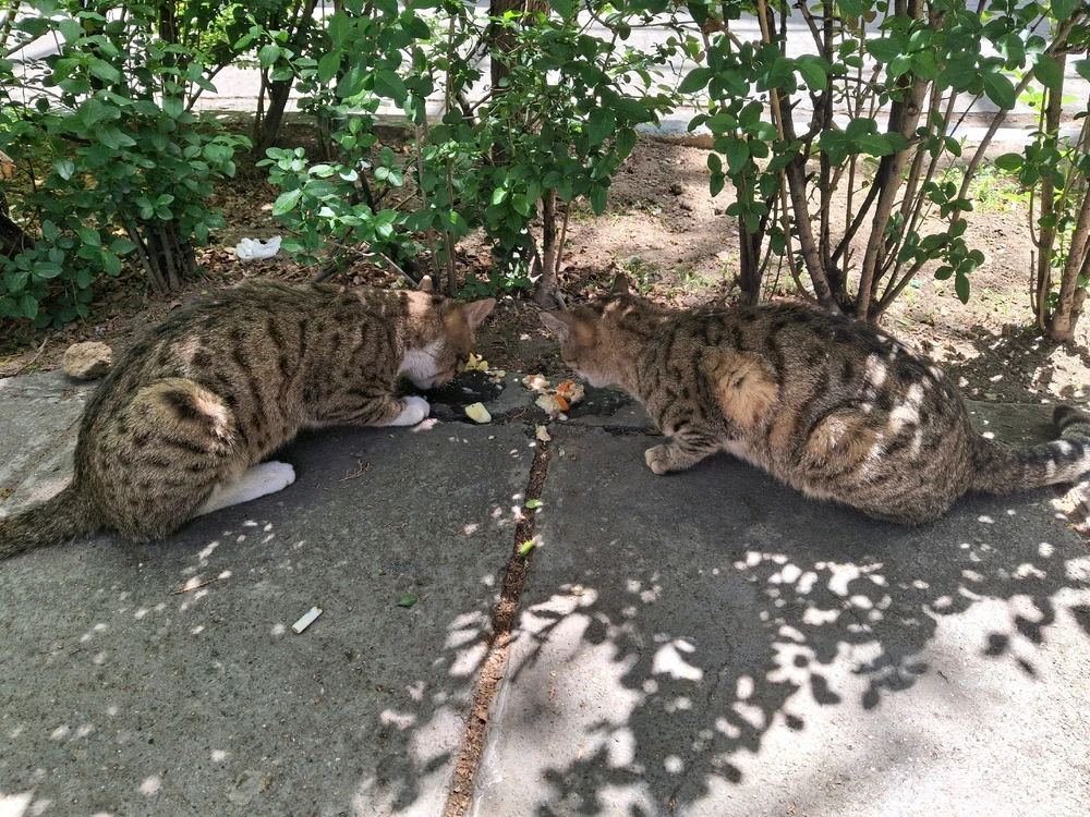 تصویر آپلود شده توسط Hirorezai