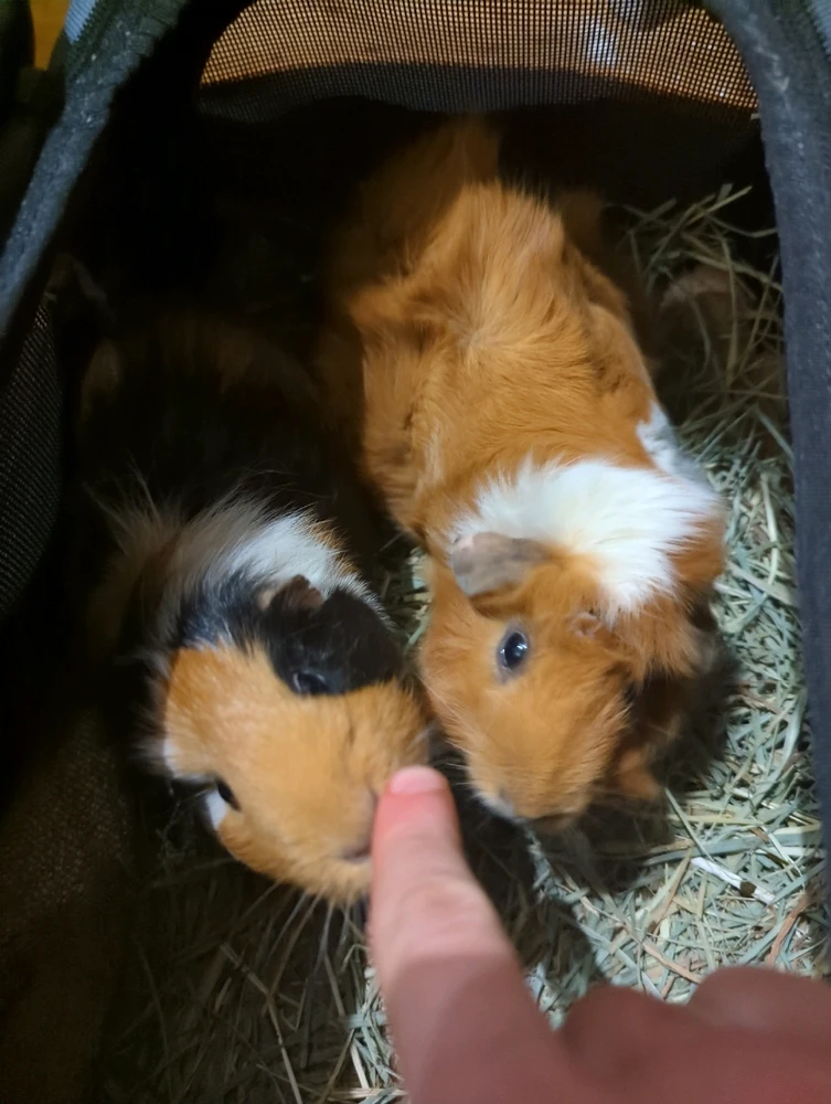 Image uploaded by Curz