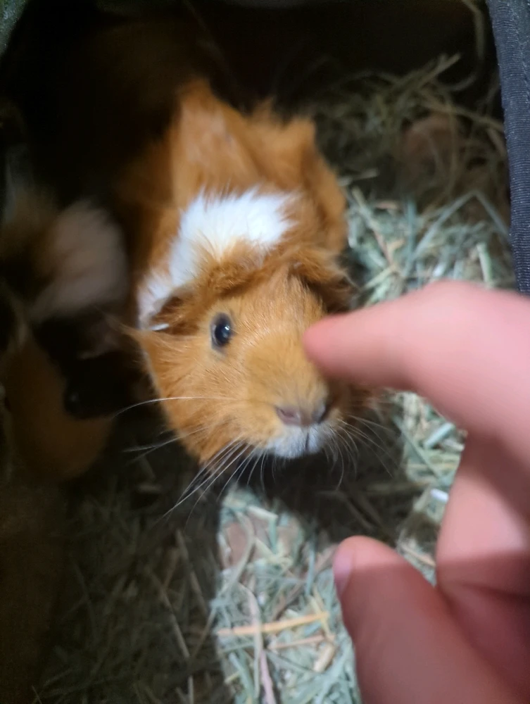 Image uploaded by Curz