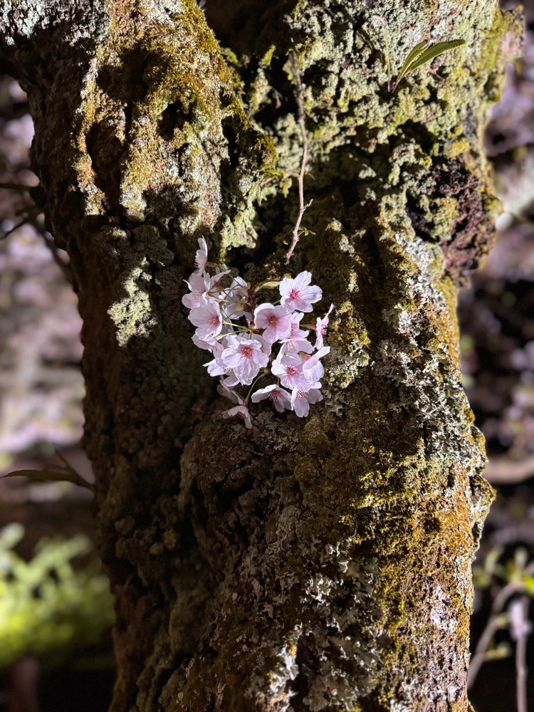 Image uploaded by Cal
