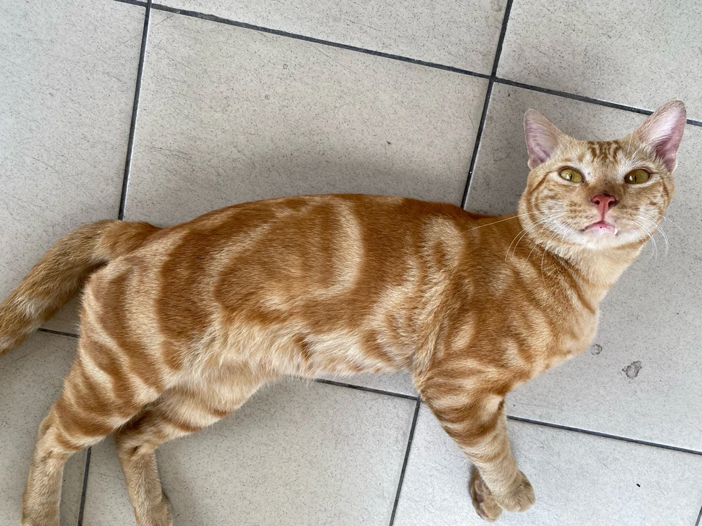 Gambar diunggah dening Mademoiselle Amy