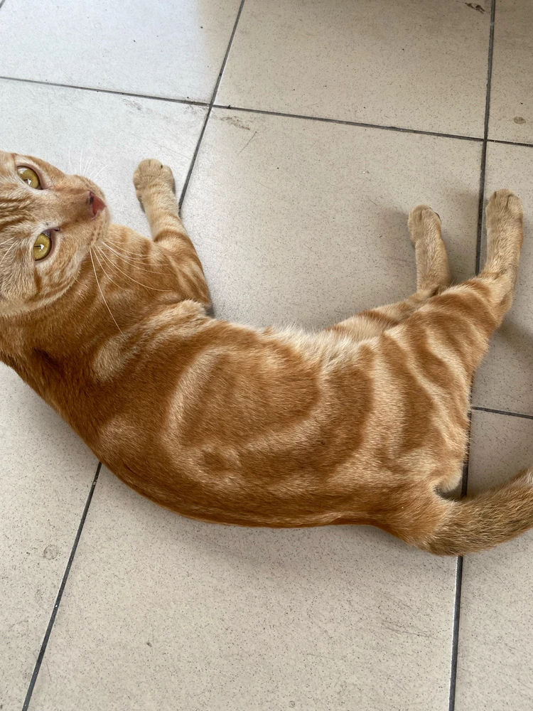 Gambar diunggah dening Mademoiselle Amy