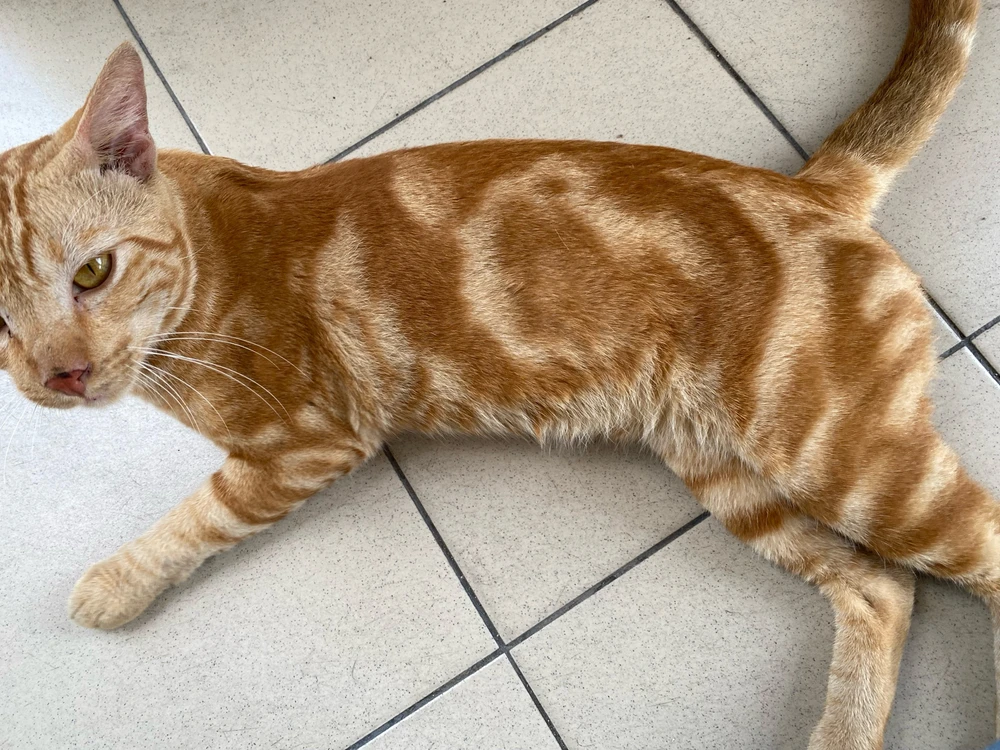 Gambar diunggah dening Mademoiselle Amy