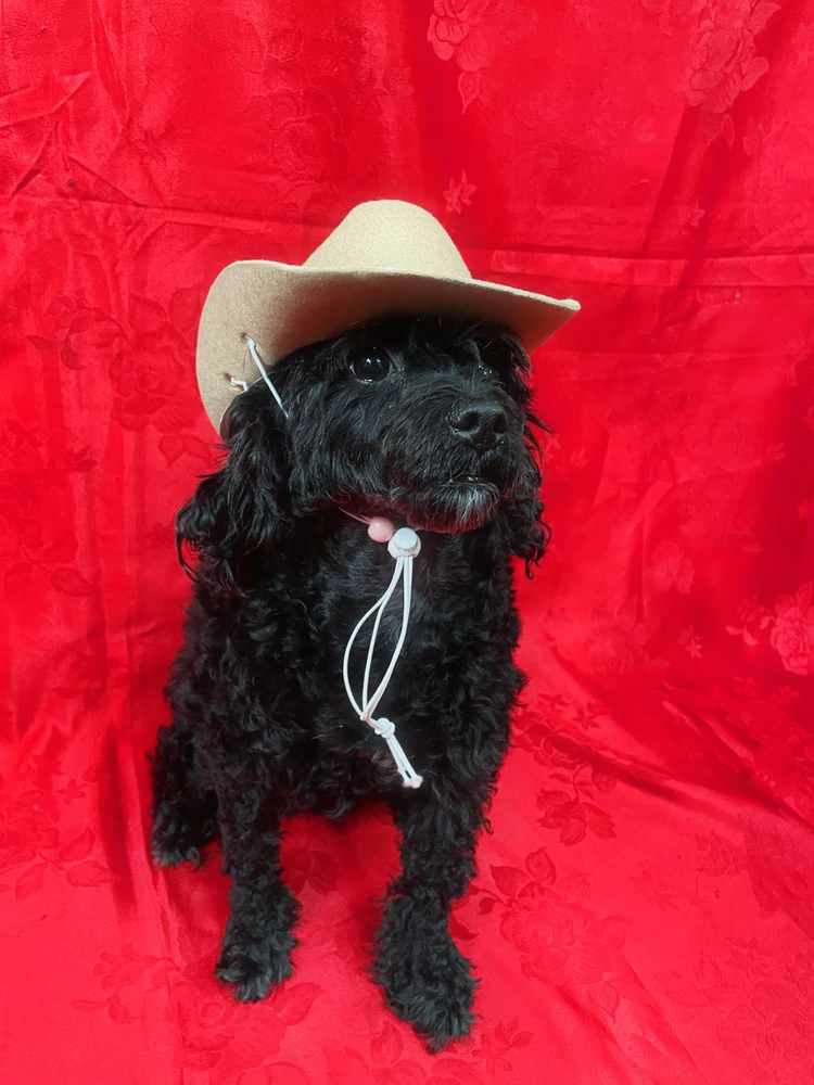 Image uploaded by Liu