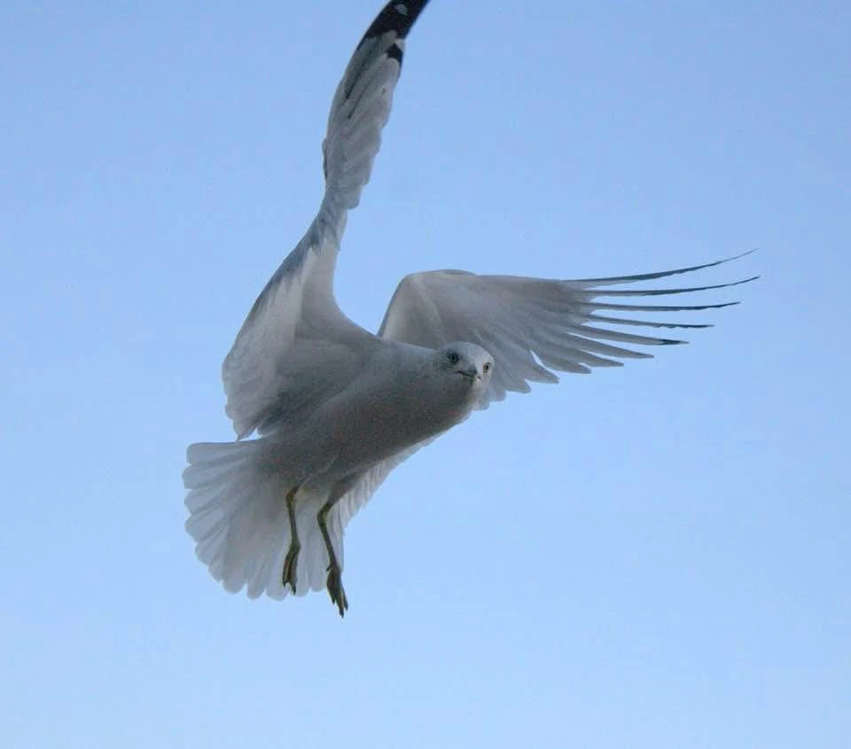 GIF uploaded by Wendell
