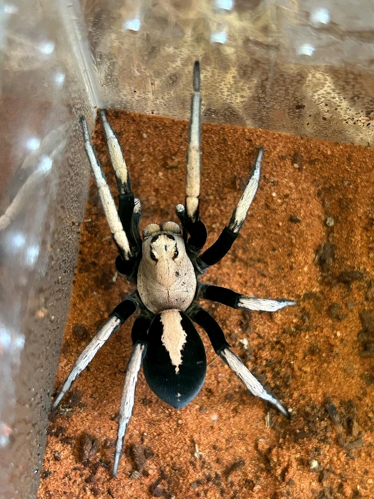 GIF uploaded by Liko