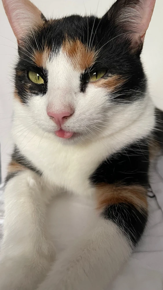 GIF încărcat de Gabriel