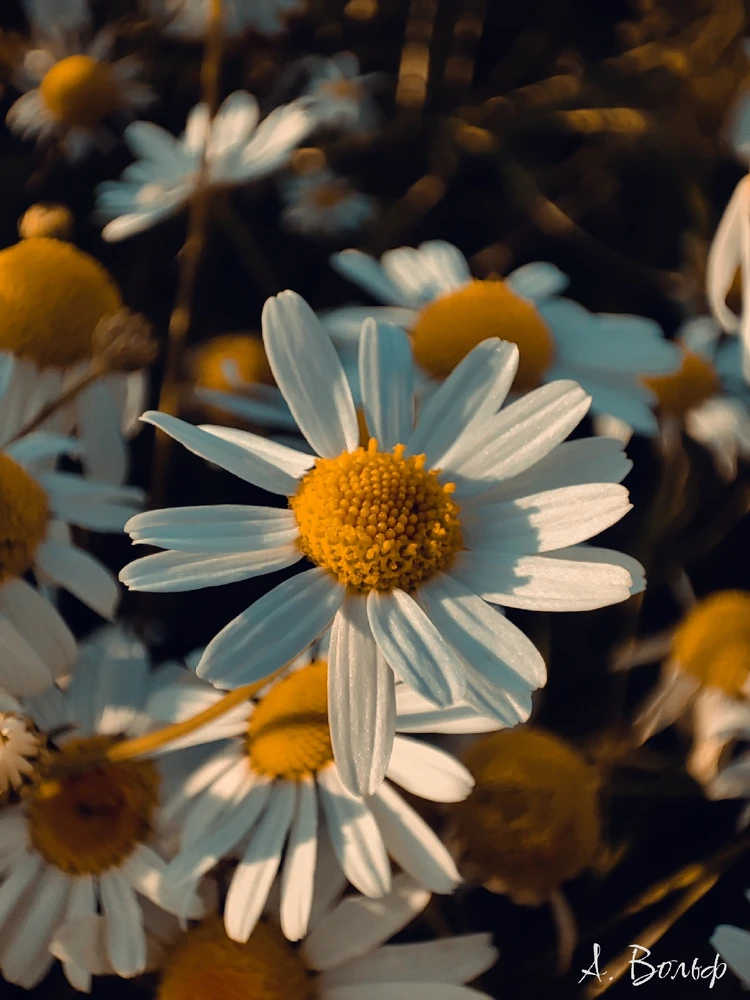 Фото загрузил Александра