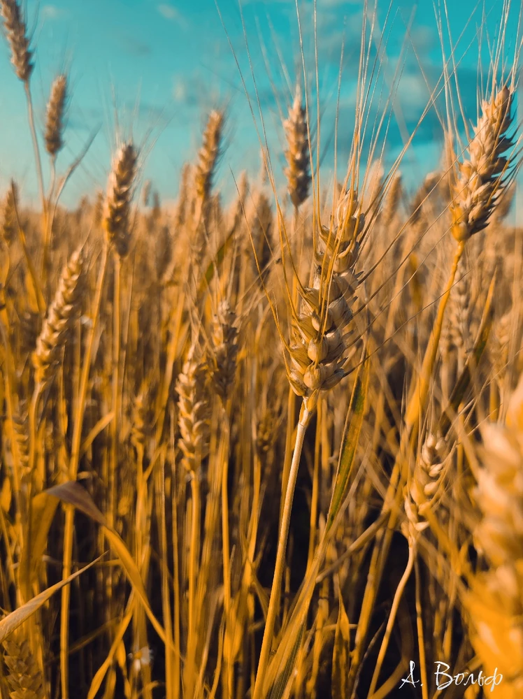 Фото загрузил Александра