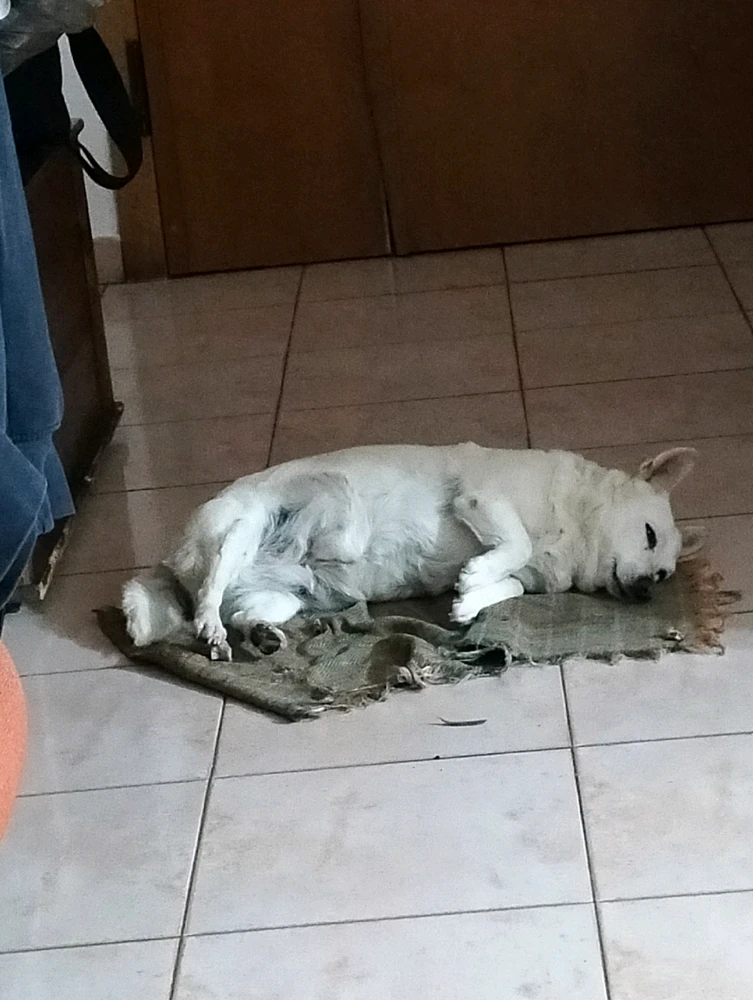 GIF caricata da Lorenzo