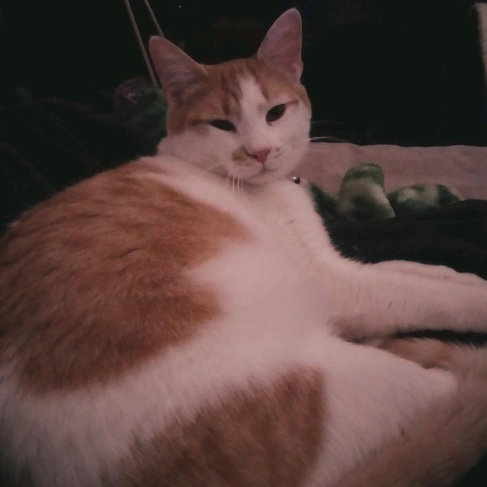 Image uploaded by Ashley