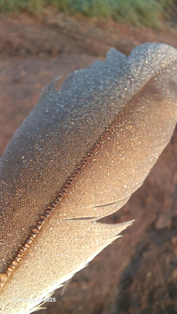 Imagem enviada por Carla