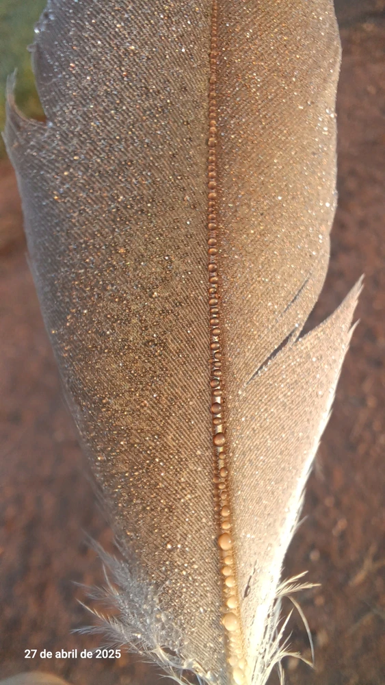 Imagem enviada por Carla