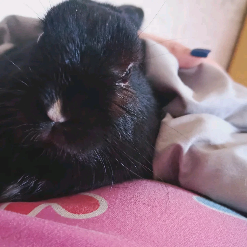 GIF загрузил EvaRain