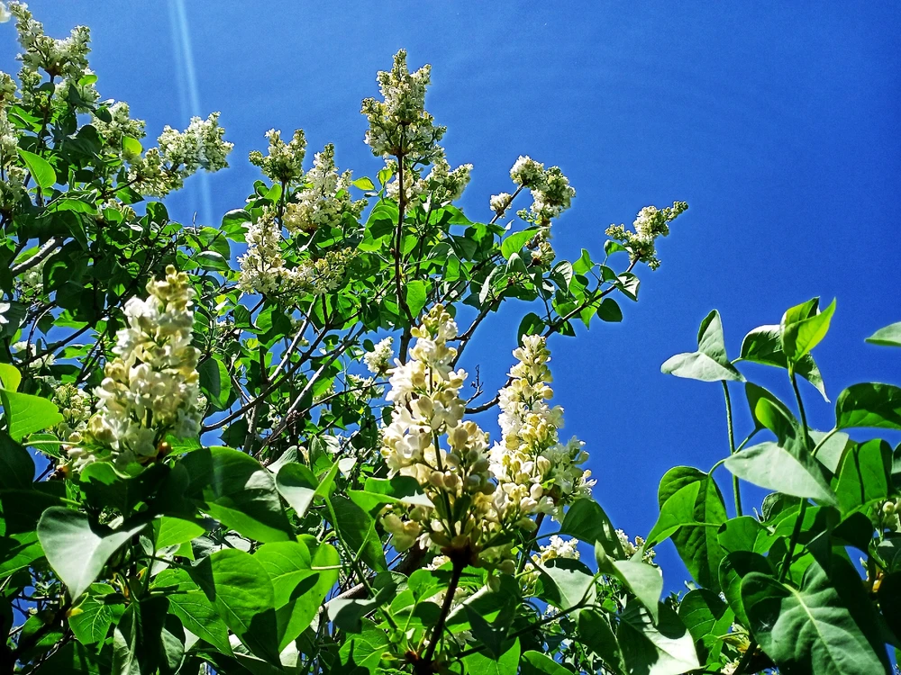 Image uploaded by Black Mirror (◔‿◔)