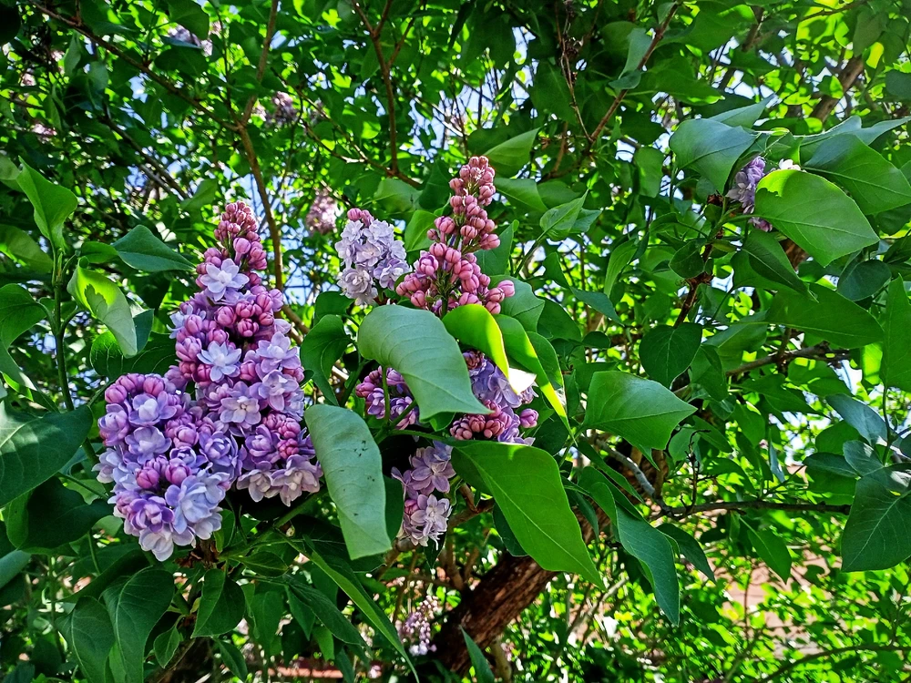 Image uploaded by Black Mirror (◔‿◔)