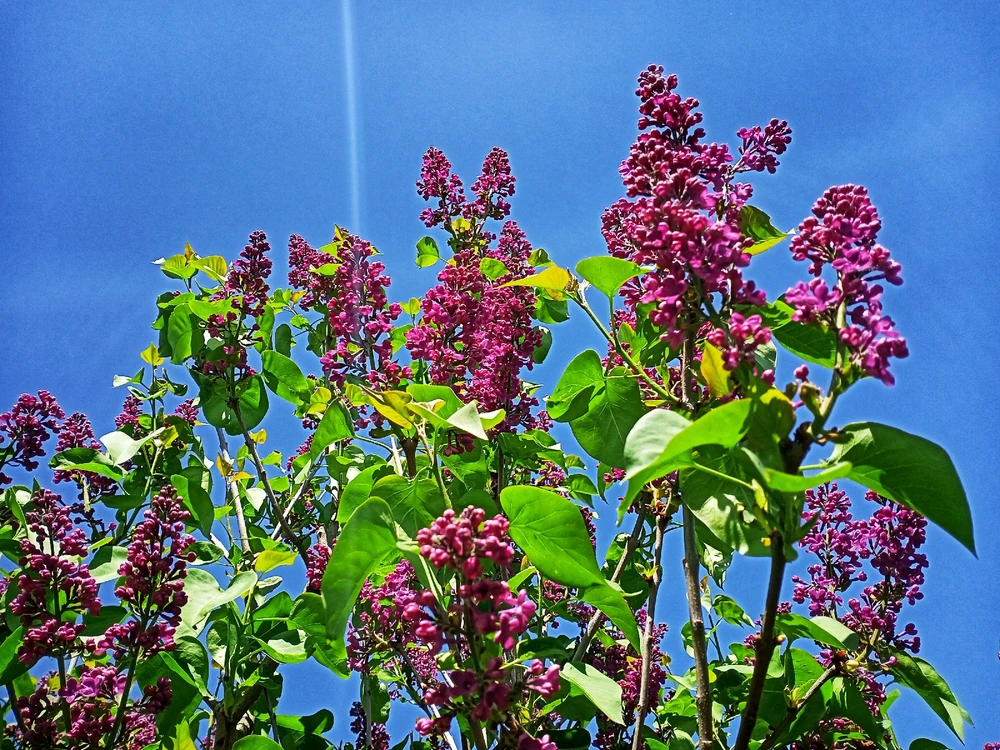 Image uploaded by Black Mirror (◔‿◔)