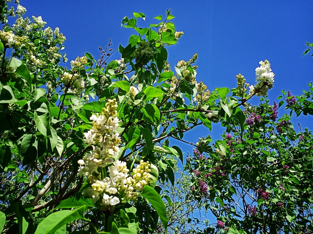 Image uploaded by Black Mirror (◔‿◔)