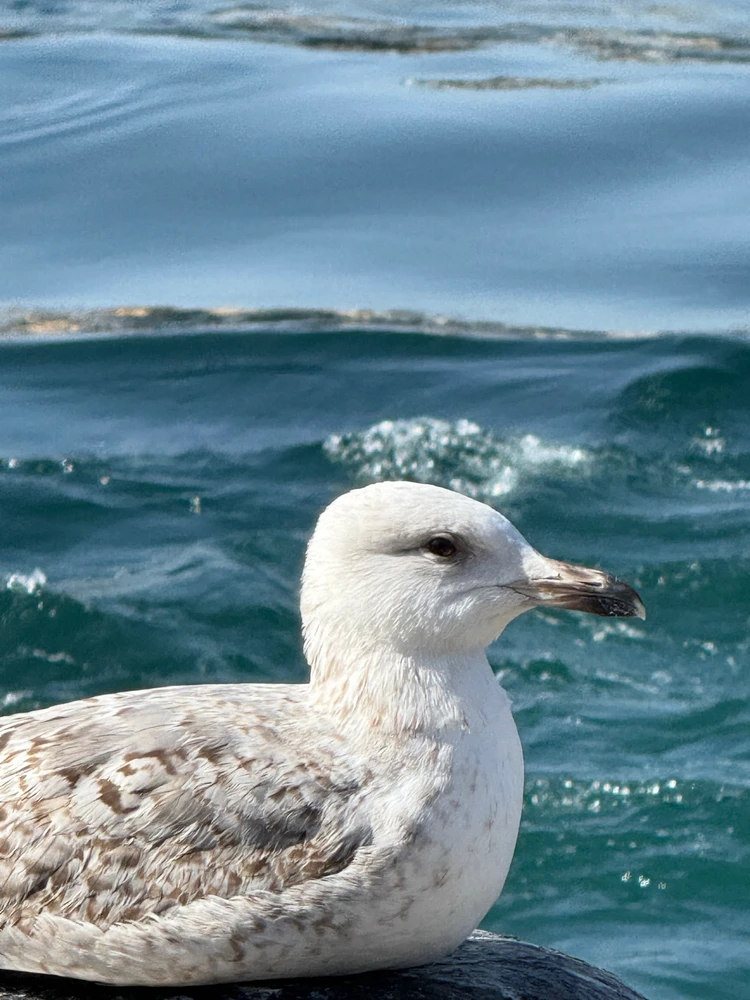 Aykut tarafından yüklenen GIF