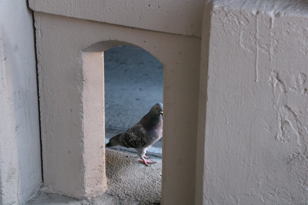 GIF diunggah dening James