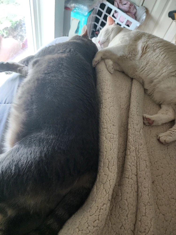 GIF uploaded by Brad