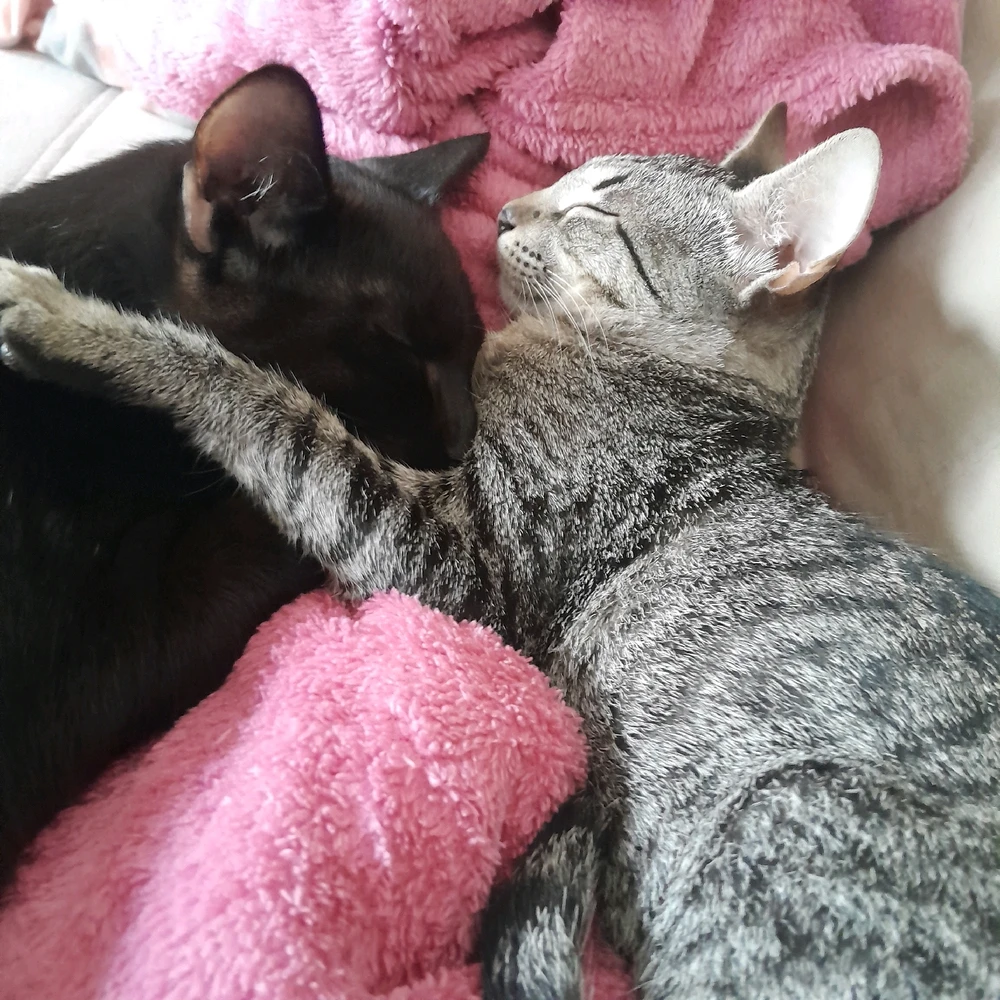 GIF enviado por Fernanda