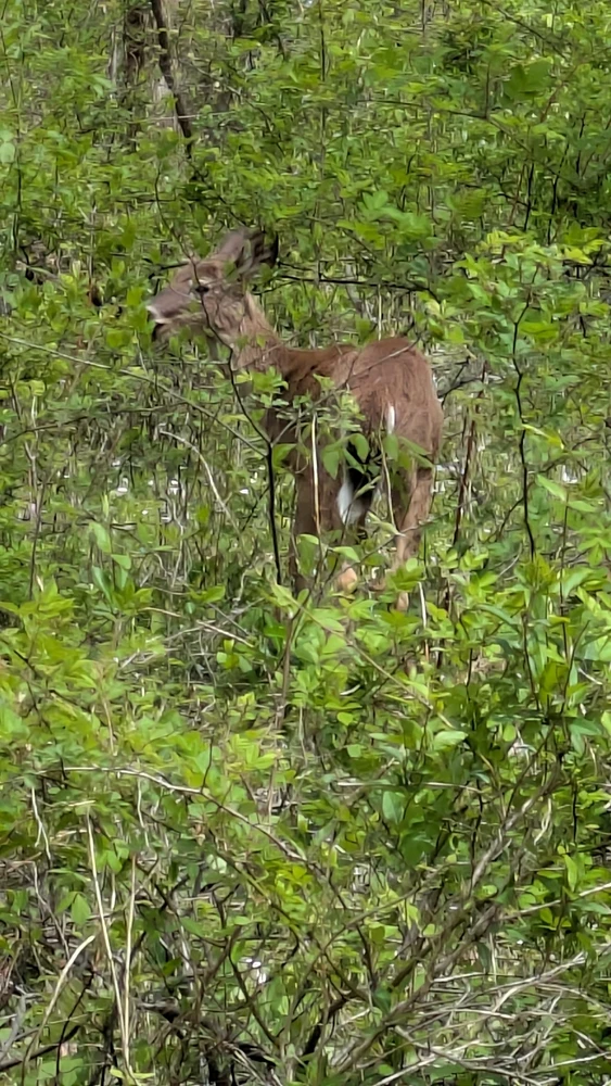 Image uploaded by Joshua