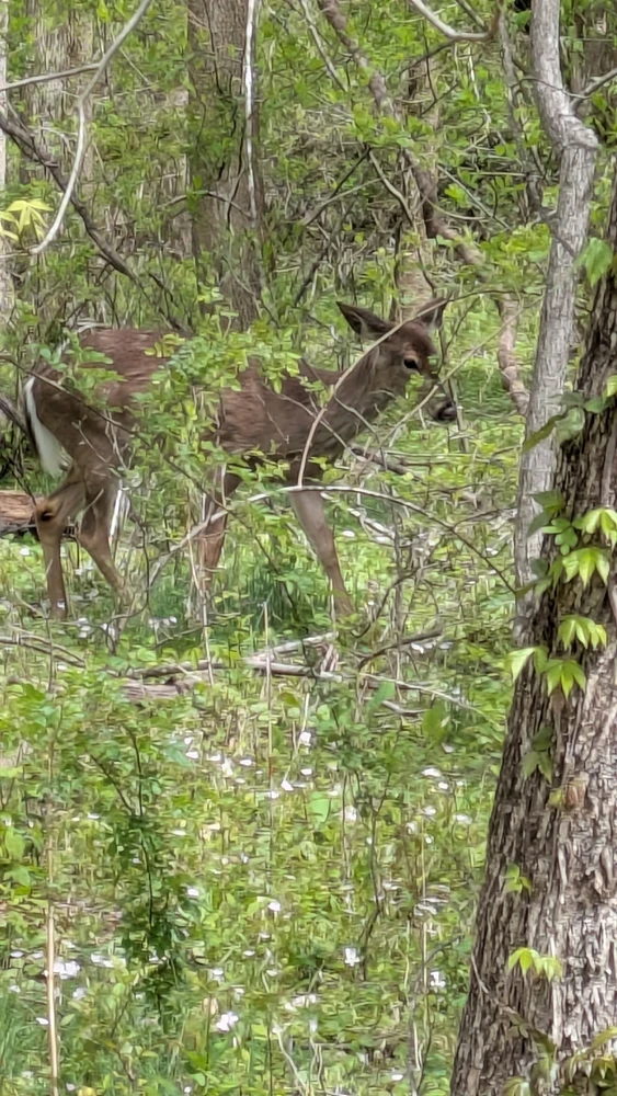 Image uploaded by Joshua